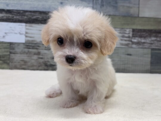 キャバリア×ビションフリーゼ(2026.01.29現在)