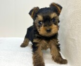 ヨークシャー・テリア（2026.01.15現在）