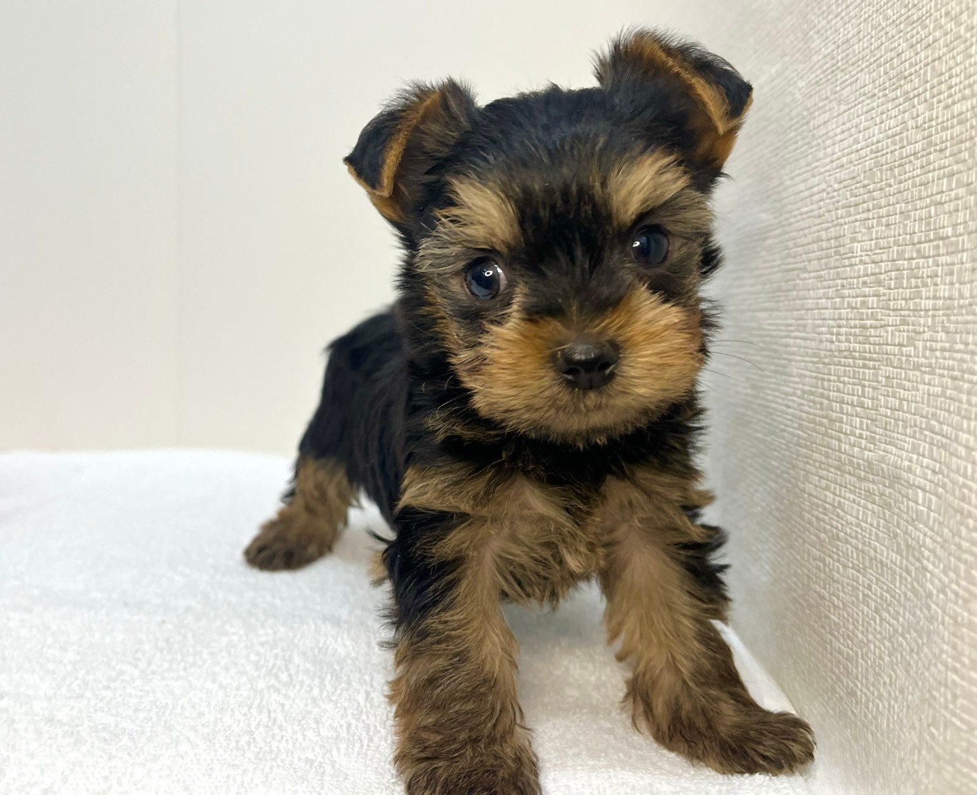 ヨークシャー・テリア（2026.01.15現在）