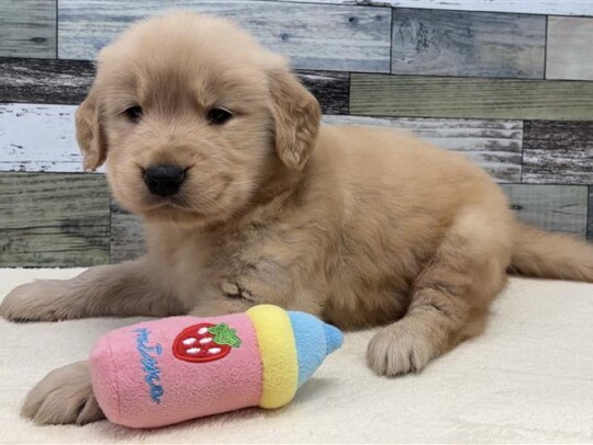 ゴールデンレトリバー(2026.1.20現在)