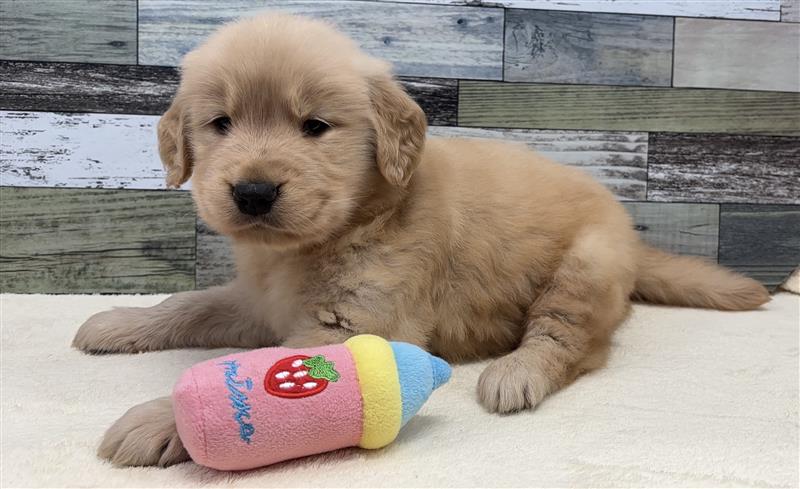 ゴールデンレトリバー(2026.1.20現在)