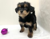 Ｌチワワ×トイプードル（2026.01.20現在）