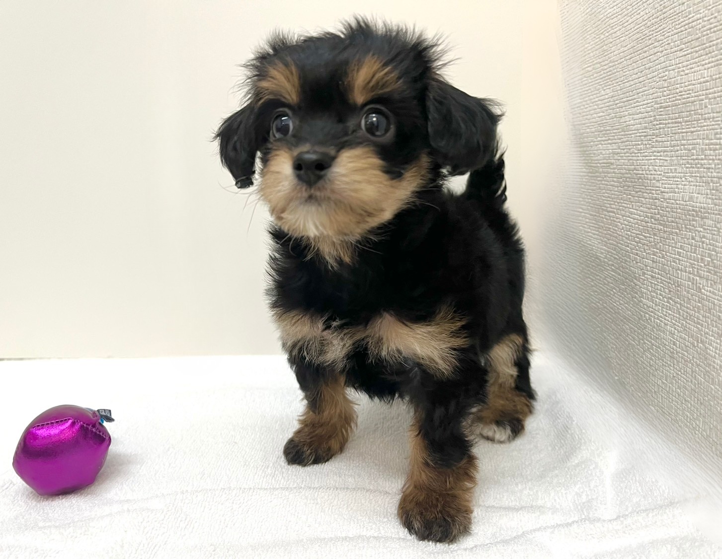 Ｌチワワ×トイプードル（2026.01.20現在）