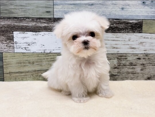 マルチーズ(2026.01.10現在)