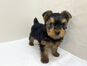 ヨークシャー・テリア（2026.01.15現在）