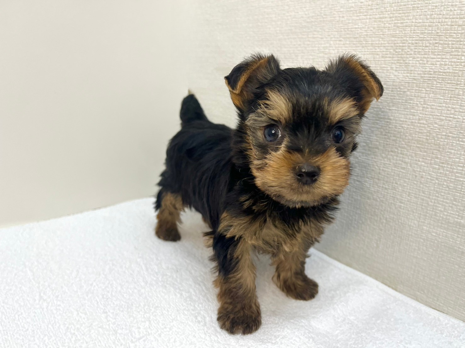 ヨークシャー・テリア（2026.01.15現在）