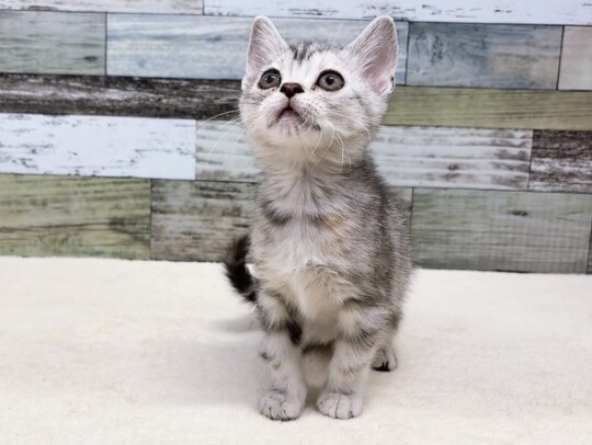 アメリカンショートヘア(2026.01.10現在)