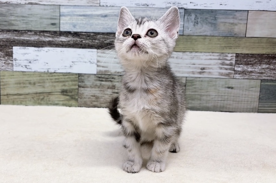 アメリカンショートヘア(2026.01.10現在)