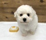 ビションフリーゼ（2026.01.15現在）