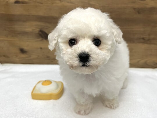 ビションフリーゼ（2026.01.15現在）