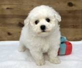 ビションフリーゼ（2026.01.15現在）