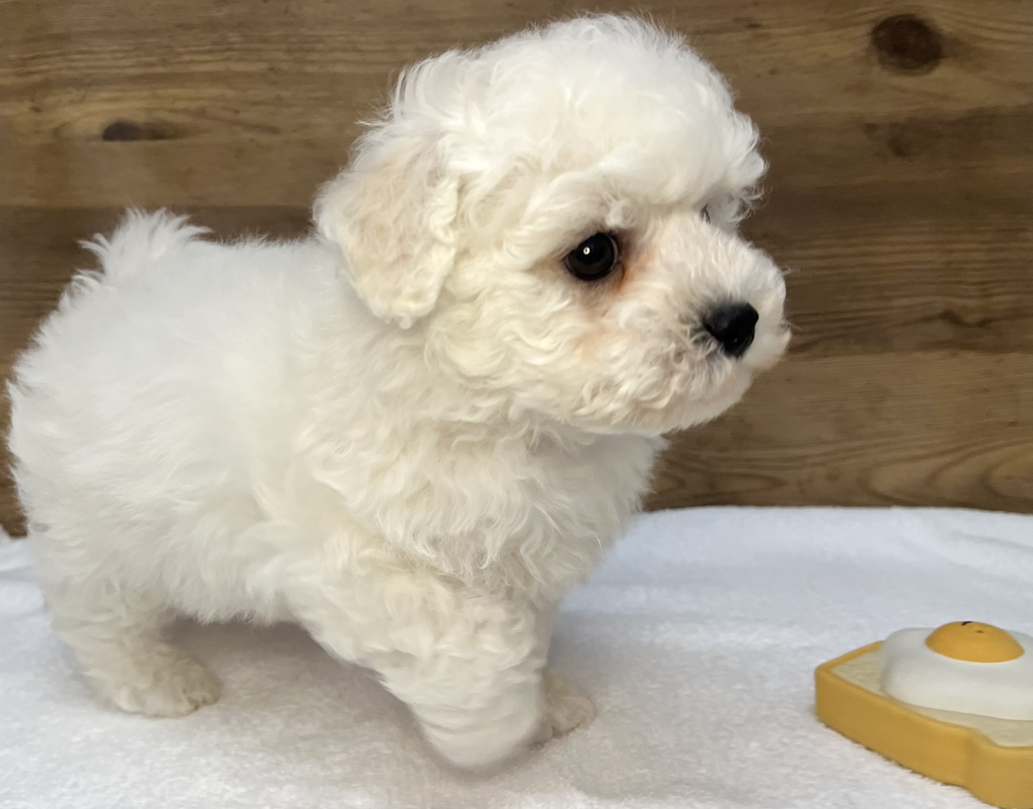 ビションフリーゼ（2026.01.15現在）