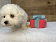 ビションフリーゼ（2026.01.15現在）