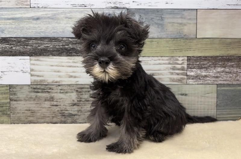 ミニチュアシュナウザー(2026.02.19現在)