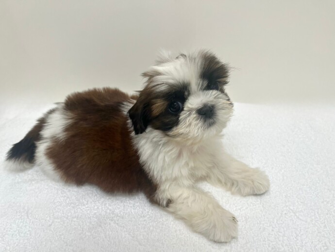 シーズー（2026.02.17現在） | わんちゃんの紹介 | ペット家族 公式サイト