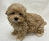 トイプードル×マルチーズ（2026.02.10現在）