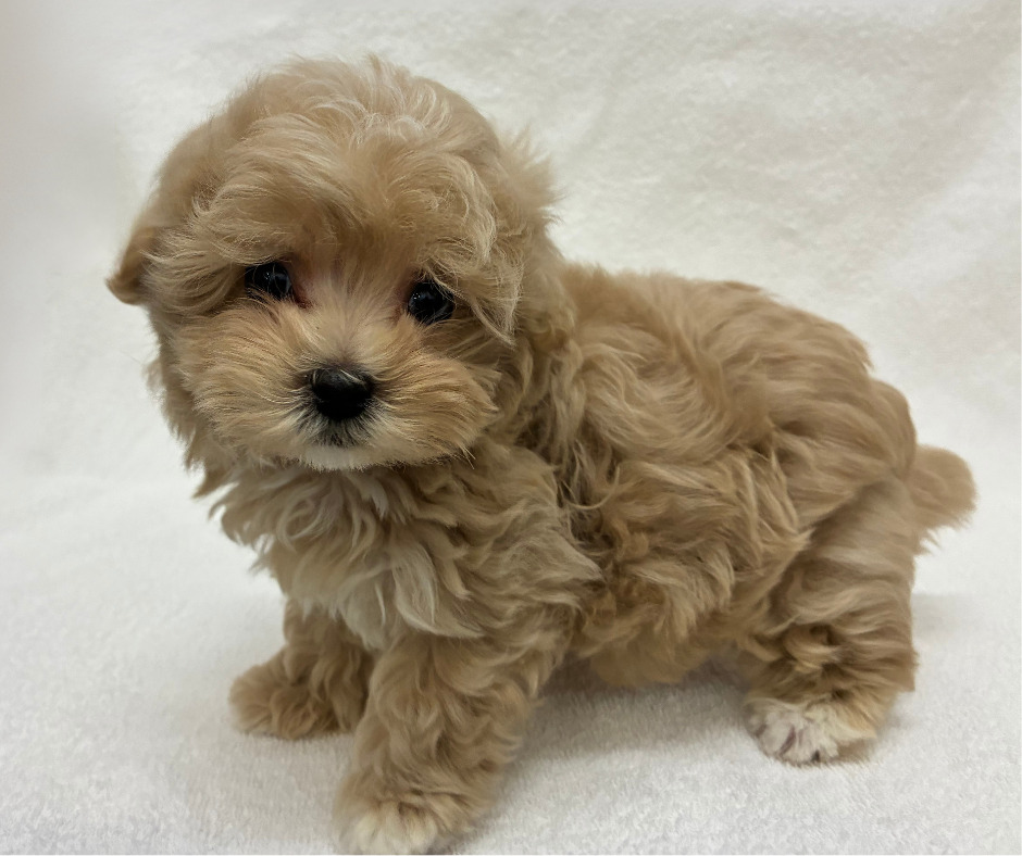 トイプードル×マルチーズ（2026.02.10現在）