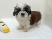 シーズー（2026.02.17現在）