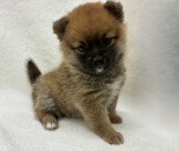 ポメラニアン×豆柴犬（2026.02.10現在）