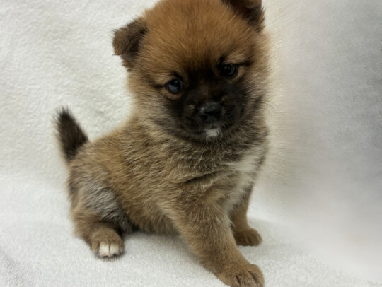 ポメラニアン×豆柴犬（2026.02.10現在）