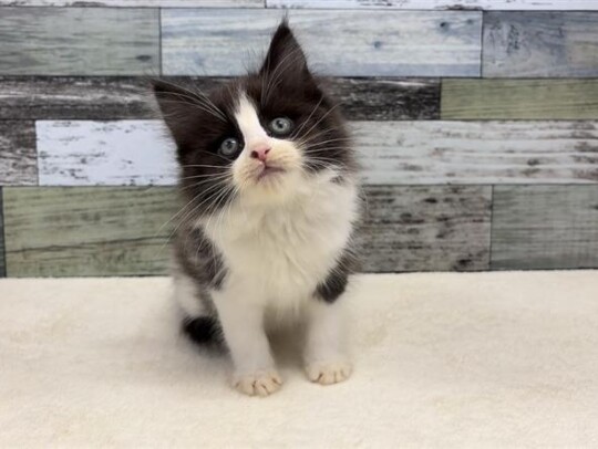 ノルウェージャンフォレストキャット(2026.02.19)