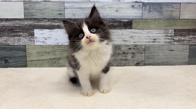 ノルウェージャンフォレストキャット(2026.02.19)