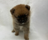 ポメラニアン×豆柴犬（2026.02.10現在）