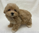 トイプードル×マルチーズ（2026.02.10現在）