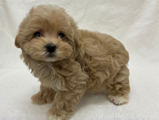 トイプードル×マルチーズ（2026.02.10現在）