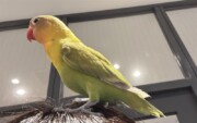 手乗りボタンインコ(2026.02.24現在)
