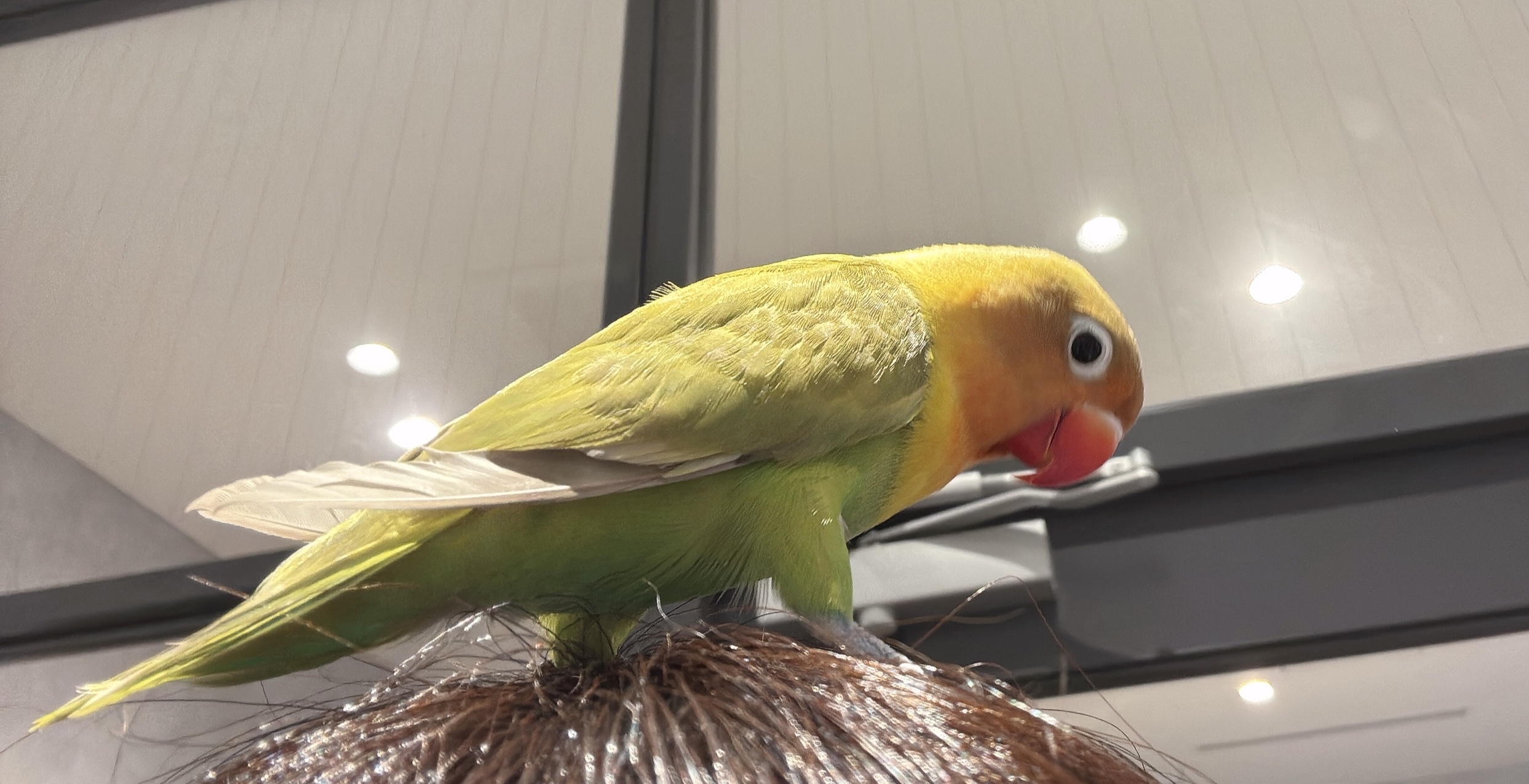 手乗りボタンインコ(2026.02.24現在)