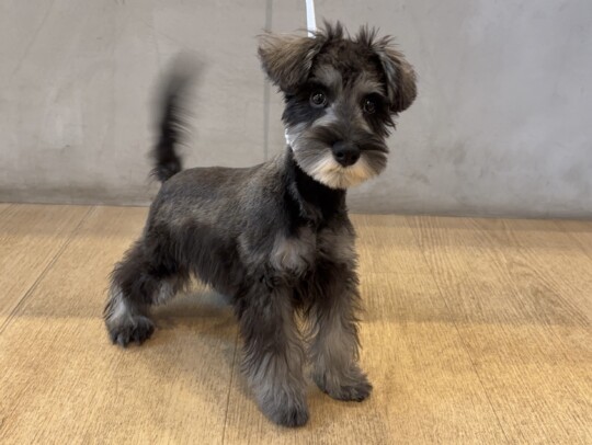 ミニチュアシュナウザー(2026.04.29現在)