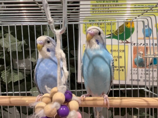 セキセイインコ(2026.02.24現在)