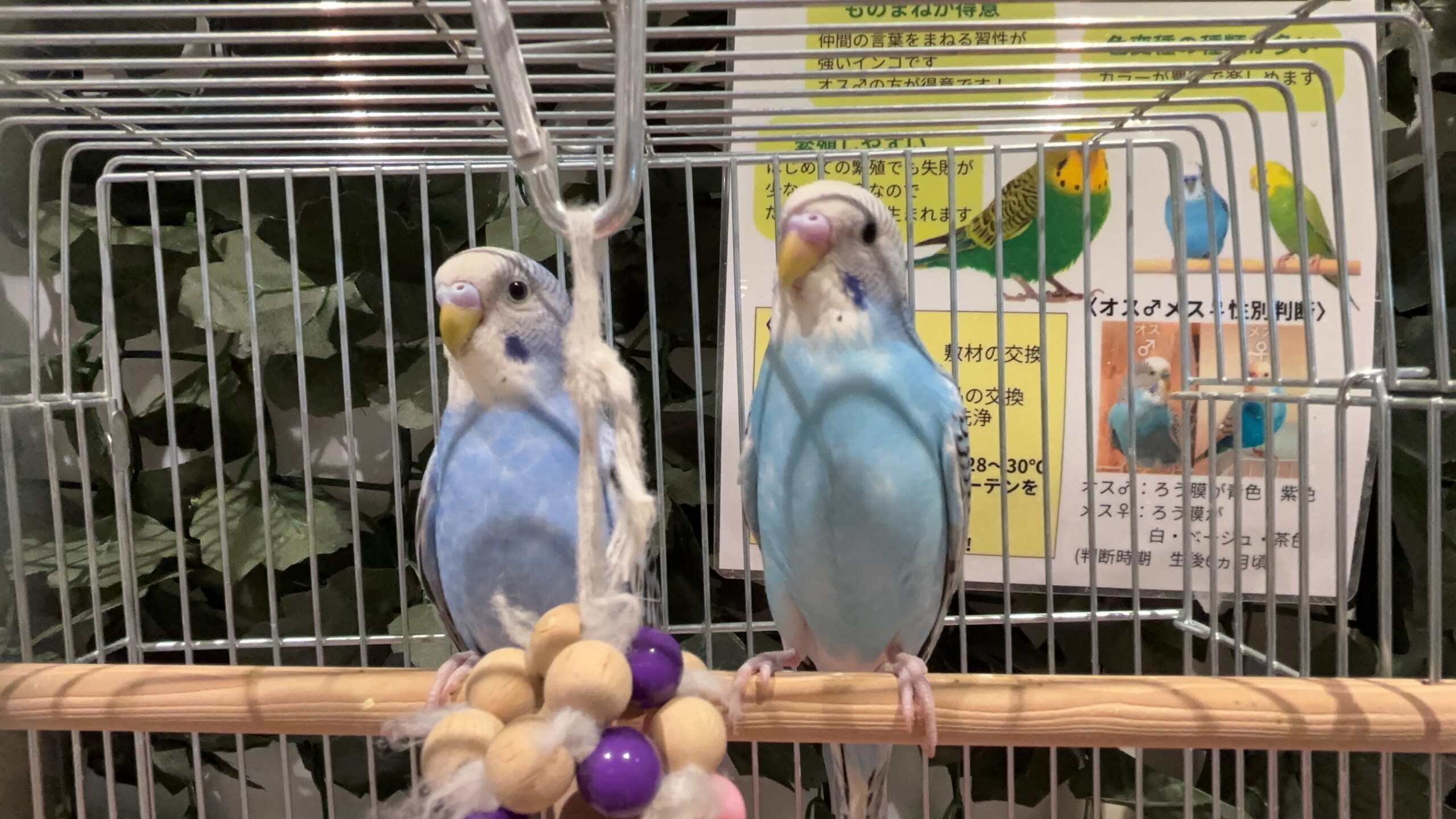 セキセイインコ(2026.02.24現在)