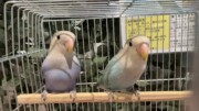 コザクラインコ 左← (2026.02.24現在)