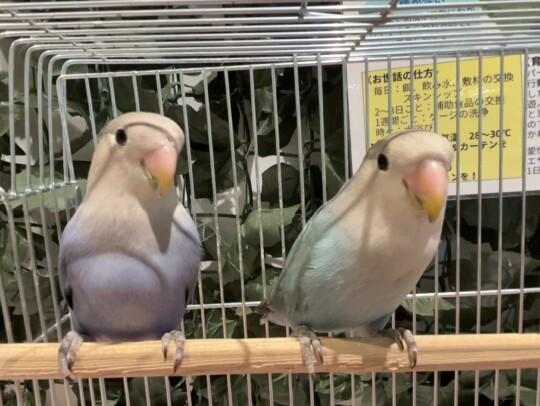 コザクラインコ 左← (2026.02.24現在)