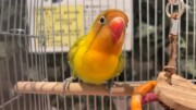 手乗りボタンインコ(2026.02.24現在)