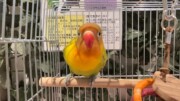 手乗りボタンインコ(2026.02.24現在)