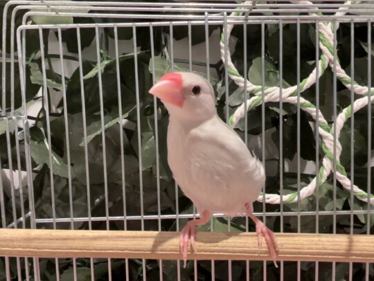 シルバー文鳥 左← (2026.02.26現在)