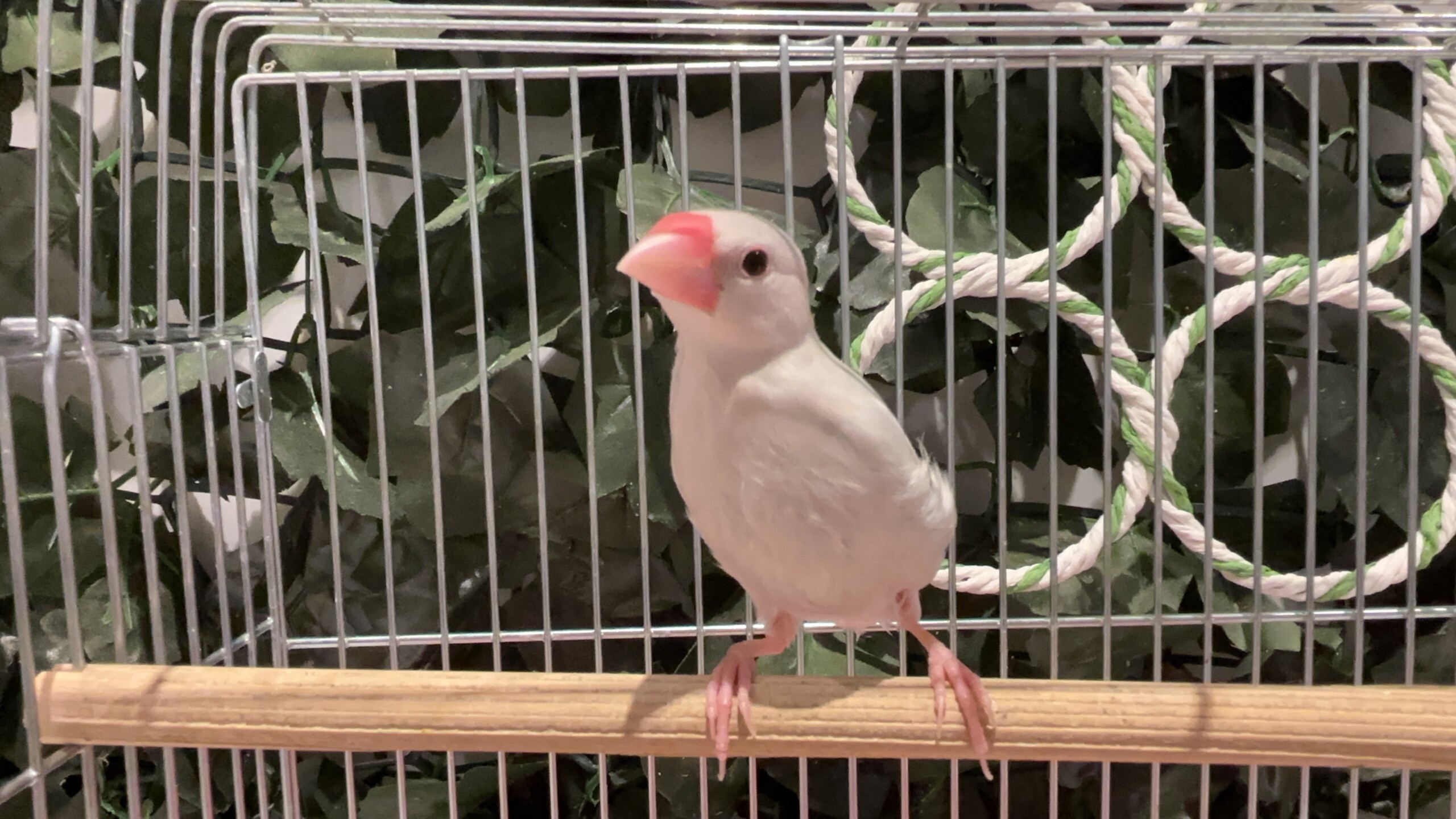 シルバー文鳥 左← (2026.02.26現在)