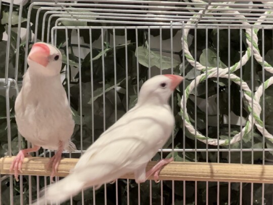 白文鳥 右→ (2026.02.26現在)