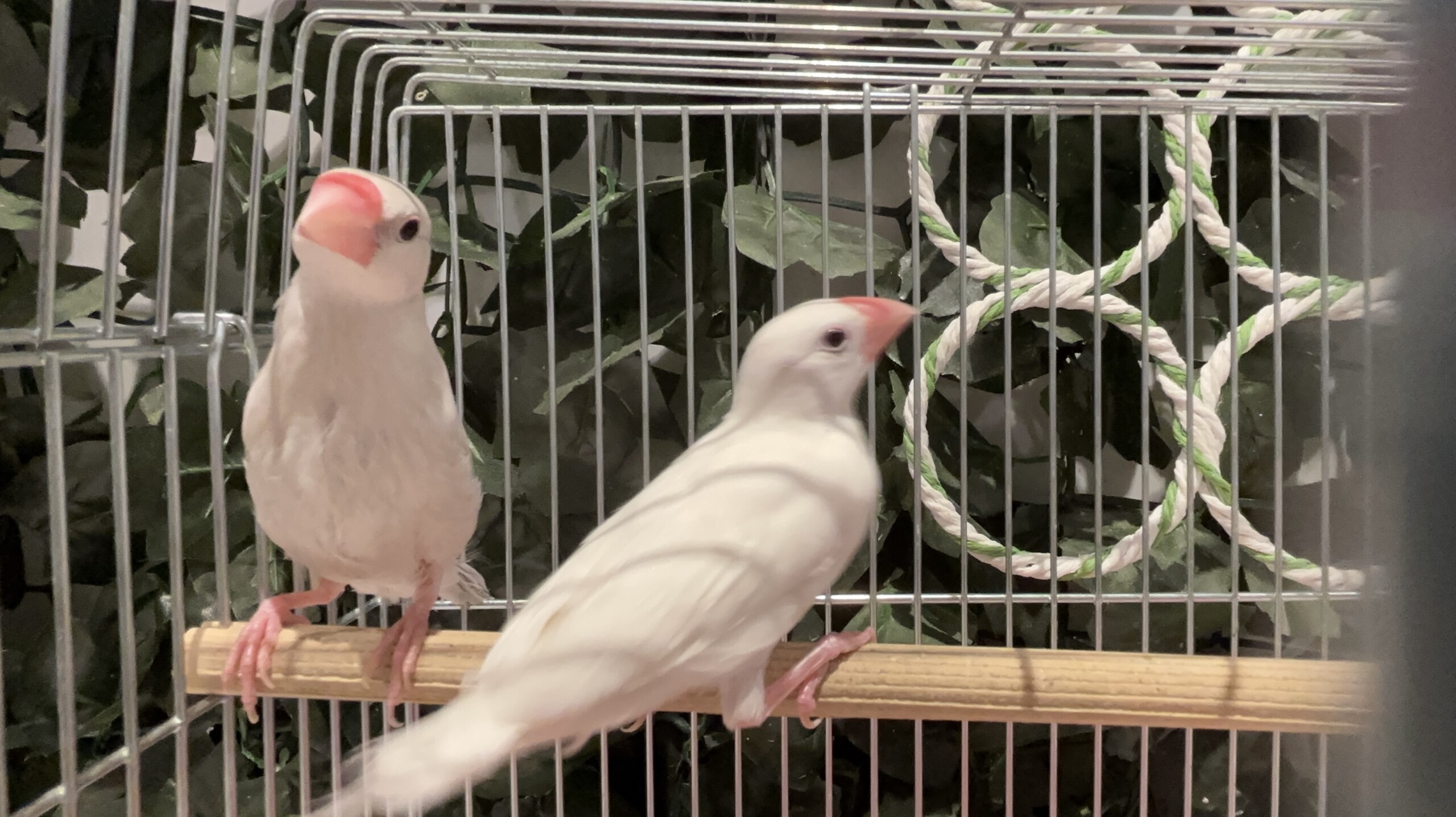 白文鳥 右→ (2026.02.26現在)