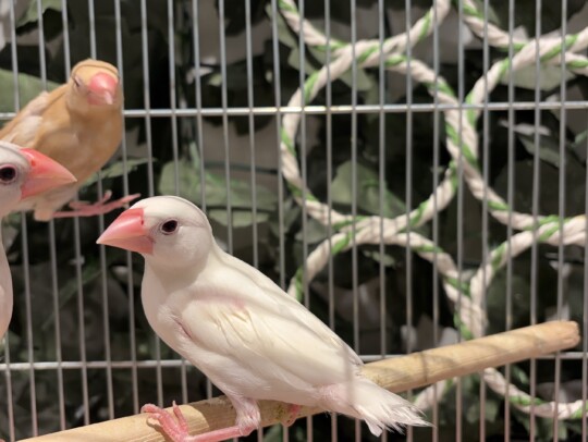 シルバー文鳥 左← (2026.02.26現在)