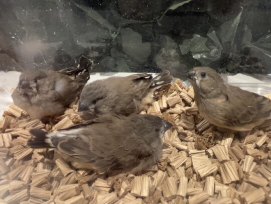 キンカチョウ ヒナ (2026.02.26現在)