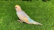 セキセイインコ ヒナ イエローフェイス(2026.02.26現在)