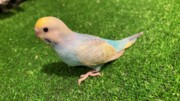 セキセイインコ ヒナ イエローフェイス(2026.02.26現在)