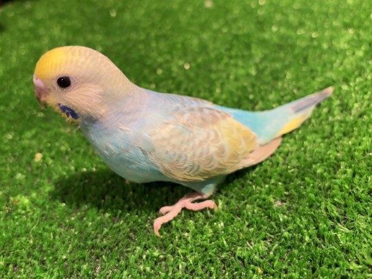 セキセイインコ ヒナ イエローフェイス(2026.02.26現在)