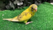 セキセイインコ ヒナ イエロー系(2026.02.26現在)