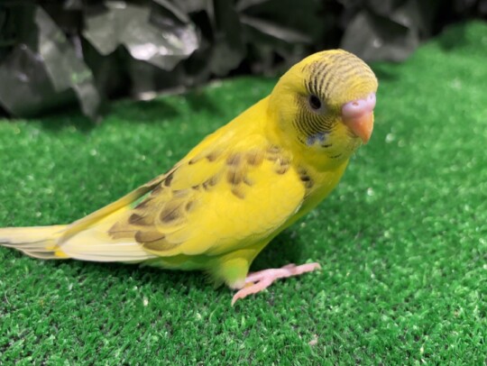 セキセイインコ ヒナ イエロー系(2026.02.26現在)