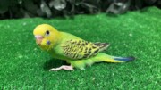 セキセイインコ ヒナ ノーマル (2026.02.26現在)